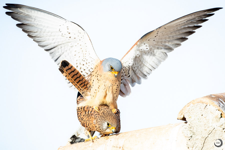Lesser Kestrel <i>(Falco naumanni)</i>