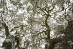 Evergreen oak<i> (Quercus ilex)</i>