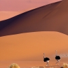 Avestruces entre las dunas