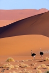 Ostriches in the dunes