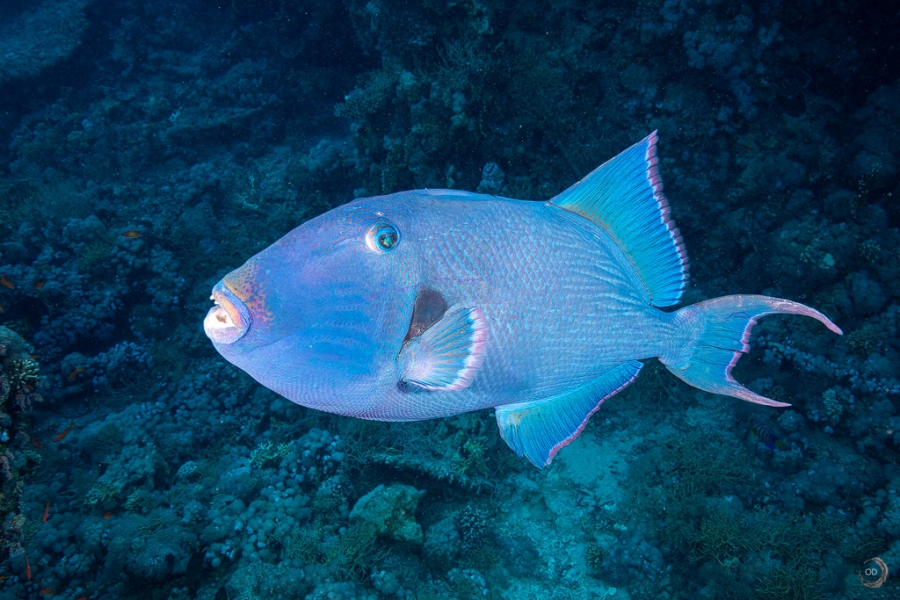 Redtoothed triggerfish <i>(Odonus niger)</i>