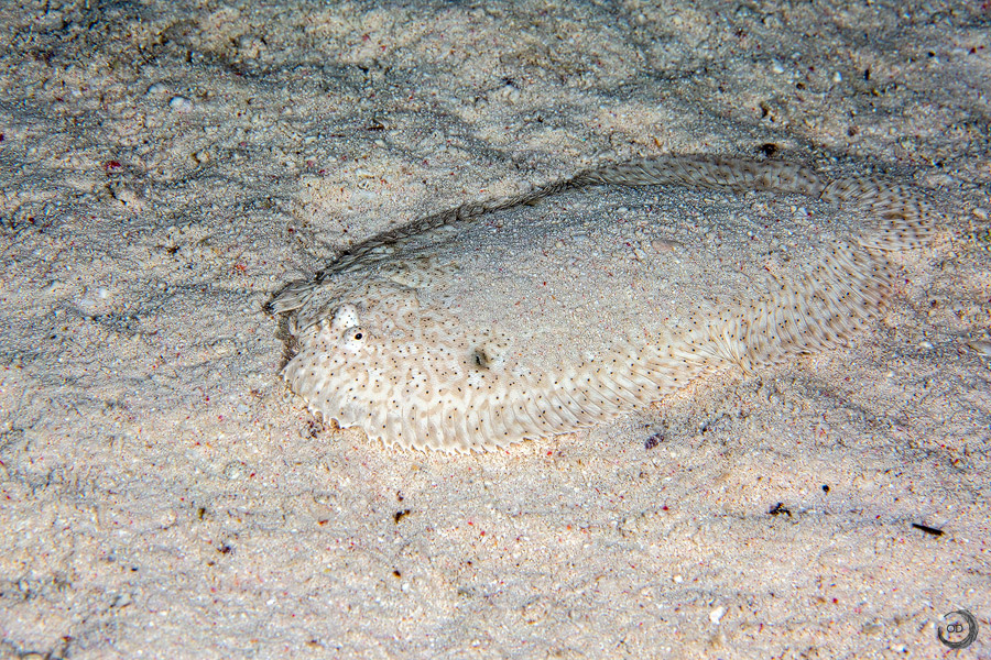 Leopard flounder <i>(Bothus pantherinus)</i>