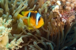 Red Sea clownfish <i> (amphiprion bicinctus)</i>