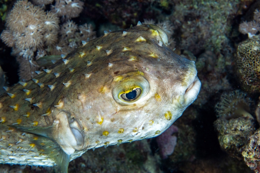 Spotbase burrfish <i>(Cyclichthys spilostylus)</i>