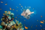 Gallery: Deep in the Red Sea