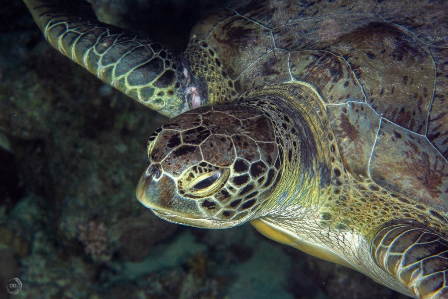Green sea turtle <i>(Chelonia mydas)</i>