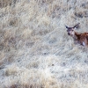 Newborn deer