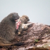 Egyptian mongoose <i> (Herpestes ichneumon)</i>