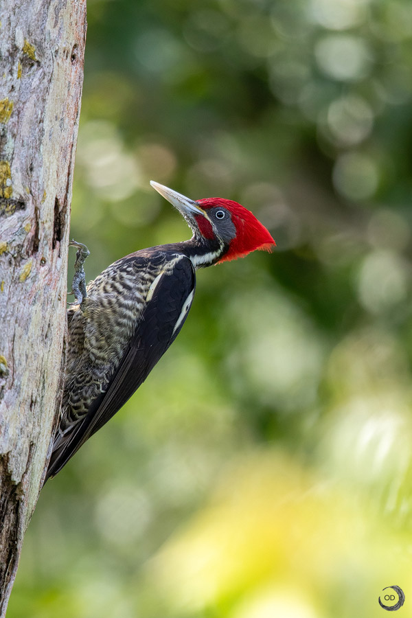 Pale-Billed Woodpecker <i> (Campephilus guatemalensis)</i>