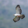 Águila viuda <i> (Spizaetus melanoleucus)</i>