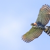 Aguila crestuda real <i>(Spizaetus ornatus)</i>