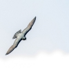 Halcón murcielaguero <i> (Falco rufigularis)</i>