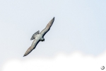Bat falcon <i> (Falco rufigularis)</i>