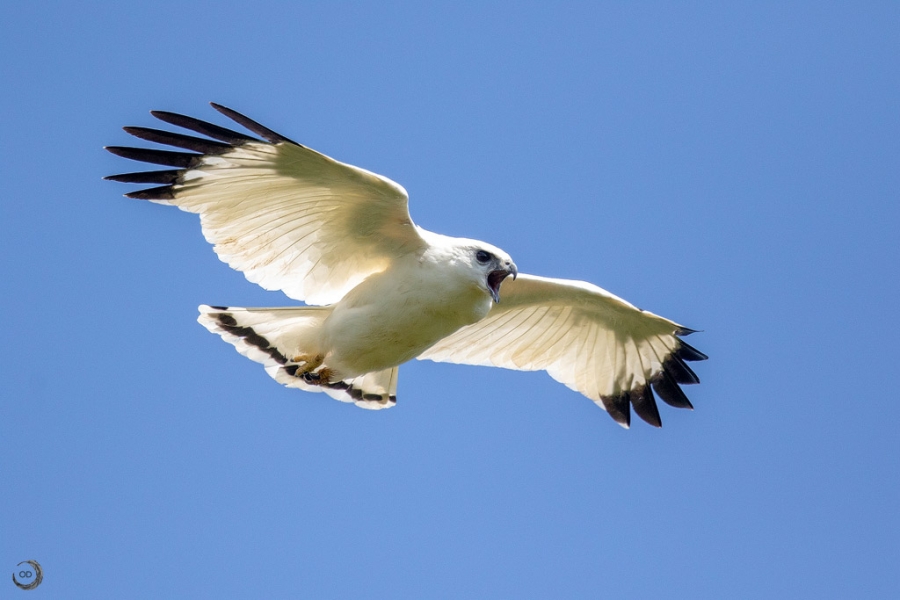 White hawk <i>(Pseudastur albicollis)</i>