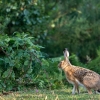 Broom hare <i>(Lepus castroviejoi)</i>