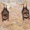 Murciélago pequeño de herradura <i>(Rhinolophus hipposideros)</i>