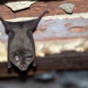 Murciélago pequeño de herradura <i>(Rhinolophus hipposideros)</i>