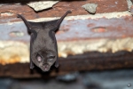 Lesser horseshoe bat <i>(Rhinolophus hipposideros)</i>