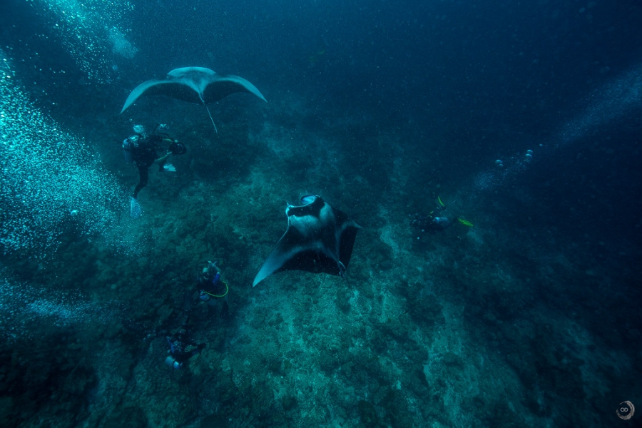 Giant oceanic manta ray <i> (Mobula birostris)</i>