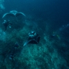 Giant oceanic manta ray <i> (Mobula birostris)</i>