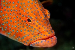 roving coral grouper <i>(Plectropomus pessuliferus)</i>