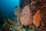 Coral blando