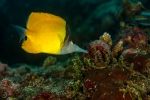 Yellow long nose butterflyfish <i>(Forcipiger flavissimus)</i>