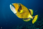 Titan triggerfish <i>(Baliastoides viridescent)</i>