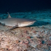 Tiburon de arrecife de punta blanca <i>(Triaenodon obesos) </i>