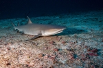 Whitetip reef shark <i>(Triaenodon obesos) </i>