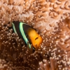 Clark's anemonefish <i>(Amphiprion clarkii)</i>
