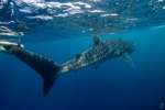 Whale shark <i>((Rhincodon typus)</i>