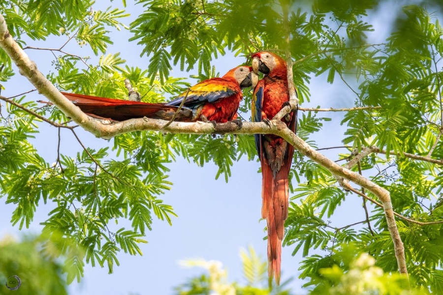 Scarlet macaw <I>(Ara macao)</i>