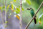 Emerald toucanet <i> (Aulacorhynchus prasinus)</i>
