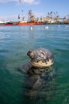 Grey seal <i> (Halichoerus grypus) </i>