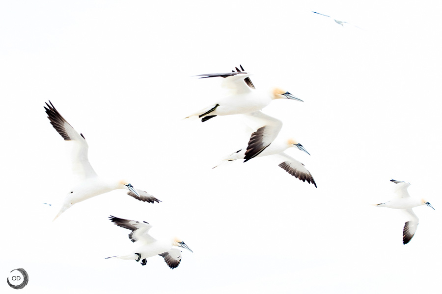 Northern gannet <i>(Morus bassanus)</i>