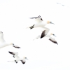 Northern gannet <i>(Morus bassanus)</i>
