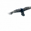 Rook <i>(Corvus frugilegus)</i>