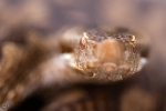 Gallery: Reptiles and amphibians