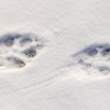 Grey wolf tracks