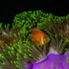 Maldive anemonefish <i>(Amphiprion nigripes)</i>