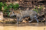 Jaguar <i> (Panthera onca)</i>