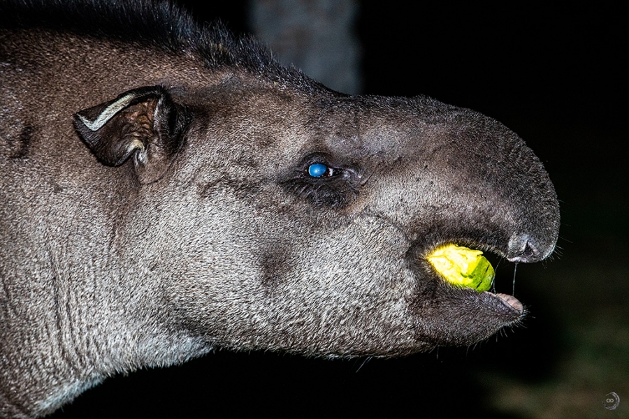 Tapir terrestre <i>(Tapirus terrestris)</i>