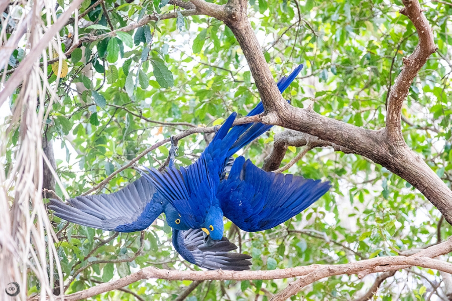 Hyacinth macaw <i>(Anodorhynchus hyacinthinus)</i>