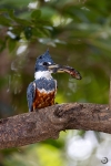 Ringed Kingfisher <i> (Megaceryle torquata)</i>