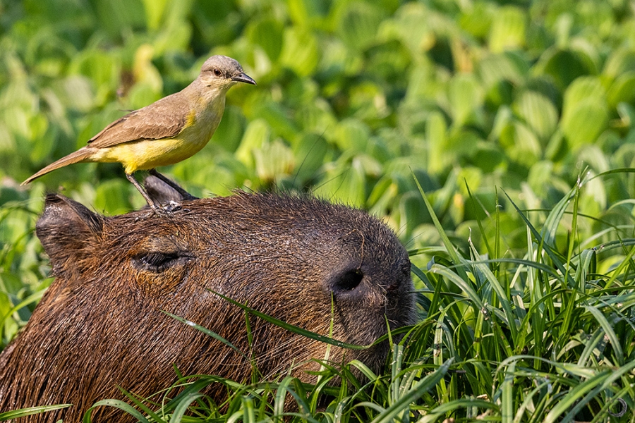 Capybara <i>(Hydrochoerus hydrochaeris)</i>