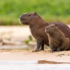 Capybara <i>(Hydrochoerus hydrochaeris)</i>