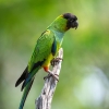 Nanday parakeet <i>(Aratinga nenday)</i>