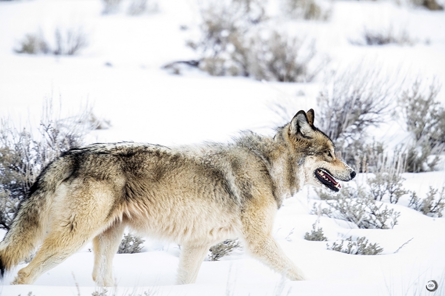Lobo gris <i>(Canis lupus occidentalis)</I>