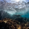 Lobo marino de California <i> (Zalophus californianus)</i>